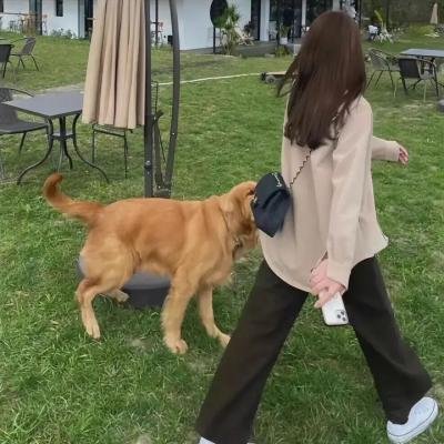 金牌律师之生死劫